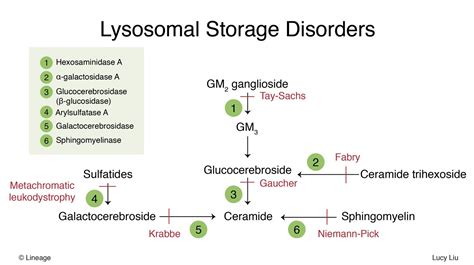 Tay-Sachs Disease - Pediatrics - Medbullets Step 2/3