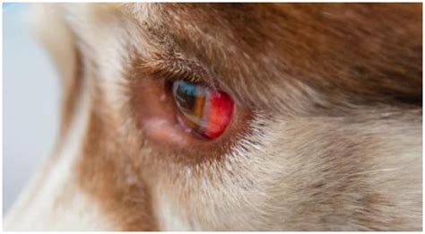 My Dog’s Eye Is Red And Swollen! What To Do? - Golden Retriever Club