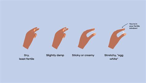 Cervical mucus after ovulation (and throughout your cycle)