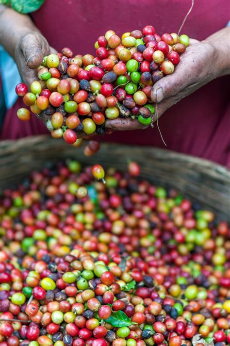 A Guide to Ethical, Sustainable, and Fair Trade Coffee Brands