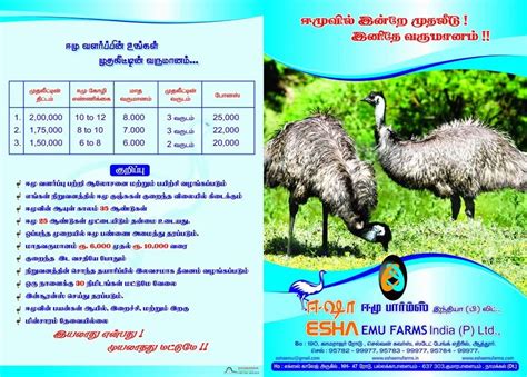 Emu Farming Investment Plan in Kumarapalayam, Esha Emu Farms | ID ...