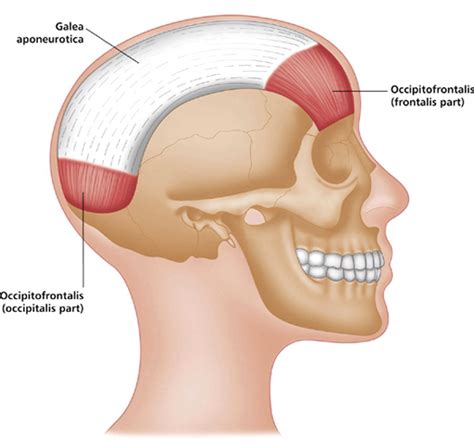 Muscles of the Face, Head and Neck | Musculoskeletal Key