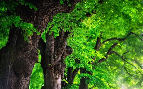 Green Trees Wallpaper