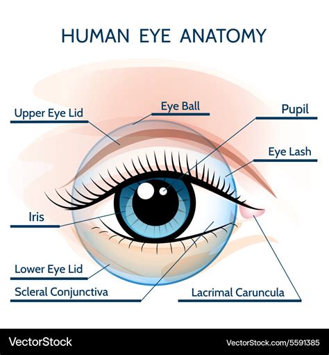 Eyelid Surface Anatomy