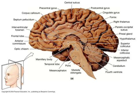 Pin By Brooke Bourgeois On School Stuff Brain Anatomy Brain Diagram ...