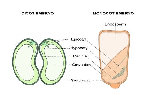 Monocots vs. Dicots, With Diagrams - Hort People