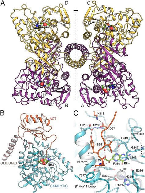 Phenylalanine Hydroxylase Structure