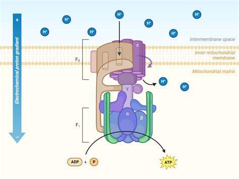 ATP Synthase: Structure, Mechanism, Significances