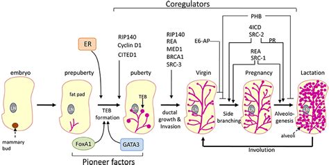 Frontiers | Estrogen receptor coregulators and pioneer factors: the ...