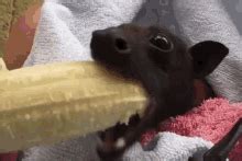 Eat Banana Bat GIF - Eat Banana Bat - Discover & Share GIFs