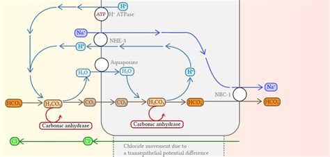 Acetazolamide | Deranged Physiology