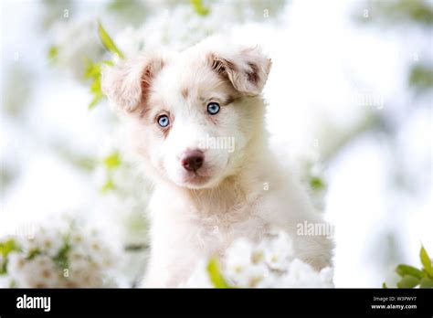 Portrait of red merle Border Collie puppy (9 weeks old, female) under a ...