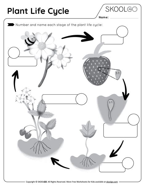 Plant Life Cycle - Free Worksheet - SKOOLGO