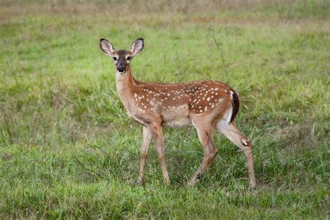 Little Spotted Fawn - White Tailed Deer Photograph by Jai Johnson