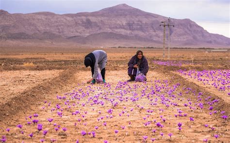 Saffron fields of Kerman | See You in Iran