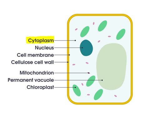 Cytoplasm — Structure & Function - Expii