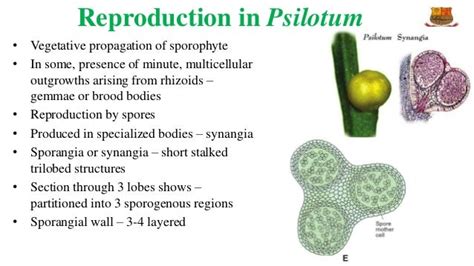 Reproduction and life cycle of Psilotum