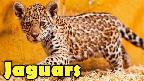 Incredible Facts About Jaguars - Jaguar Facts for Kids! - YouTube