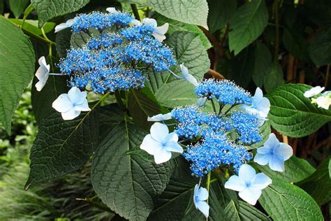 A Visual Guide to the Most Popular Types of Hydrangeas | Types of ...