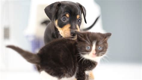 Kittens Meet Puppies For The First Time - Cat Empire