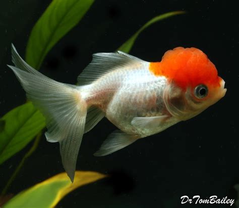 Oranda Goldfish