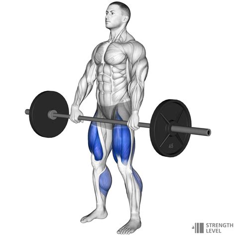 Deadlift Standards for Men and Women (lb) - Strength Level