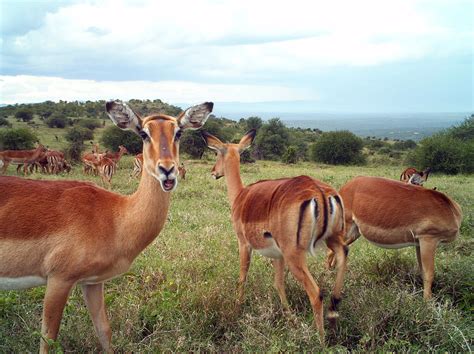 African Grasslands Animals