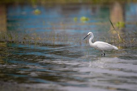 Burung Kuntul Kecil - Foto gratis di Pixabay - Pixabay