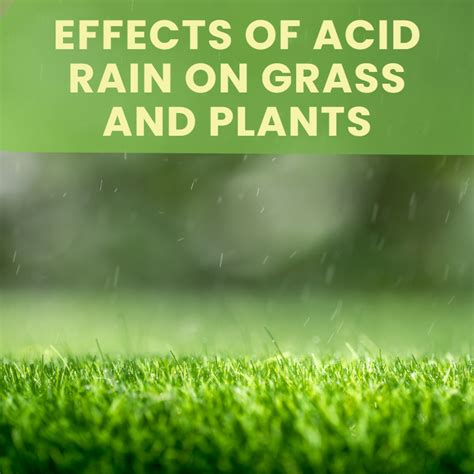 Effects of Acid Rain on Grass and Plants - Landzie