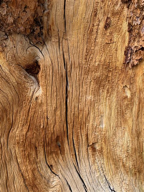 Wood log close up tree grain | Free Textures