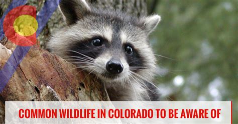 Pest Control Englewood: Common Wildlife in Colorado To Be Aware Of