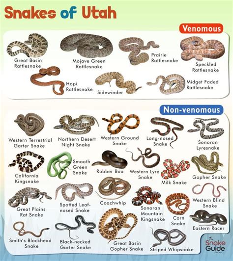 List of Common Venomous and Non-venomous Snakes in Utah with Pictures