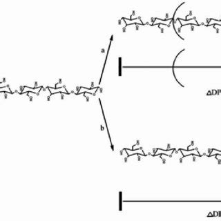 Two models of degradation of polysaccharides: a – statistically ...