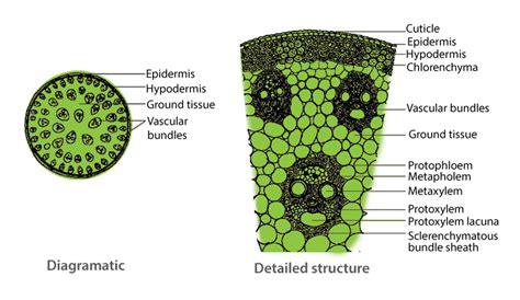 Root Diagram Monocot