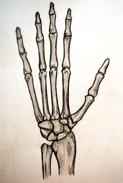 Free Skeleton Hand Cliparts, Download Free Skeleton Hand Cliparts png ...