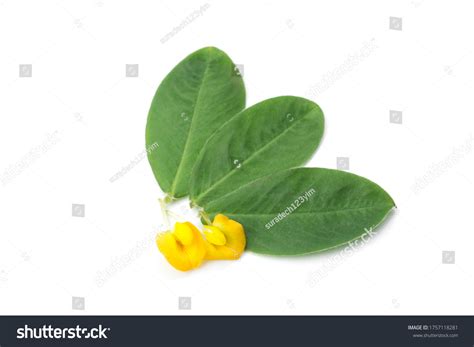 Peanuts Flowers Leaves Isolated On White Stock Photo 1757118281 ...