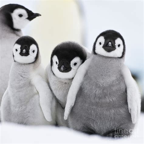 Cute Emperor Penguin Pictures