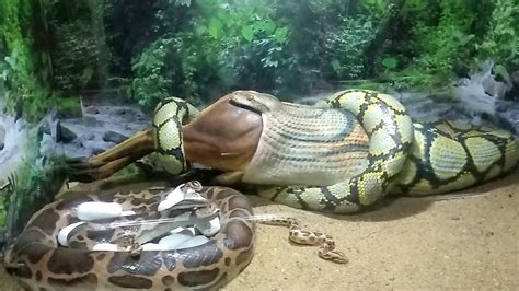 Snake Park Chennai | Guindy National Park | Video Log - video Dailymotion