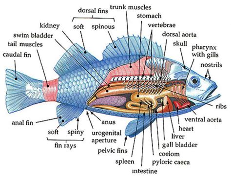 Fish: Structure and Function Study Guide - Inspirit