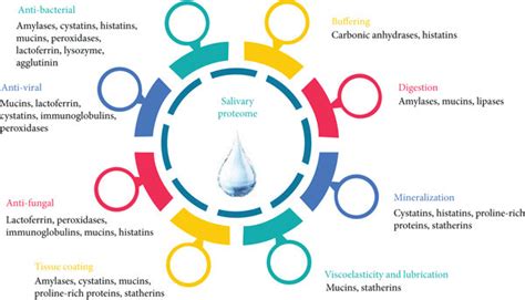 Biological function of the salivary proteome (adapted from Van Nieuw ...