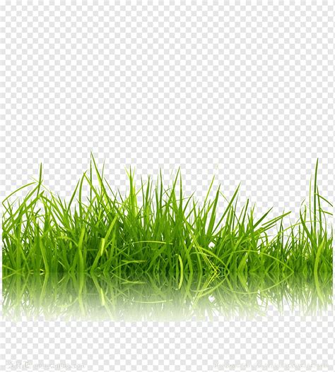 95 Background Green Grass For FREE - MyWeb