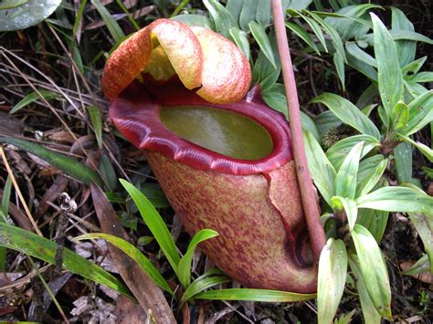 26 Nepenthes rajah - Mesilau Nepenthes rajah Track 2009-10… | Flickr