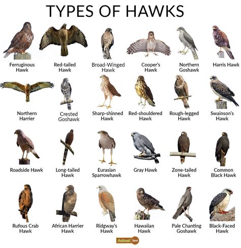 Can You Eat a Hawk Bird? Discover the Truth - Healing Picks