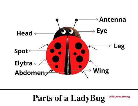 Parts of a LadyBug Printable - Kindergarten - Education - PDF Printable ...