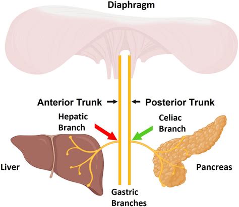 Frontiers | Use of a bio-electronic device comprising of targeted dual ...