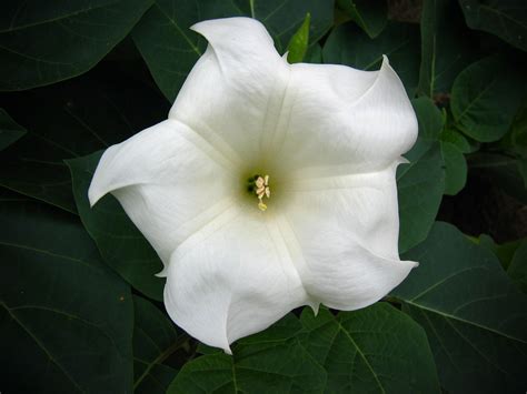 Moonflower: Plant Care & Growing Guide