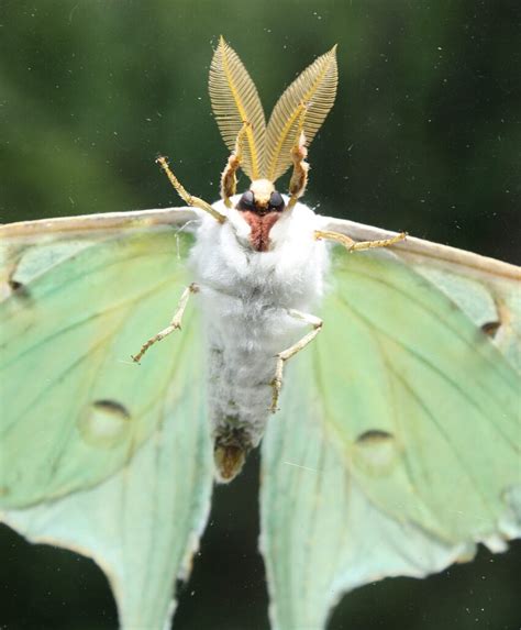 Luna Moth Life Cycle Diagram