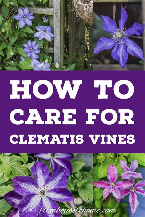 Clematis Vine Care: Planting, Growing and Pruning Tips | Clematis ...