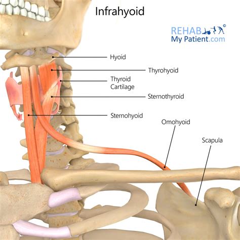 Infrahyoid | Rehab My Patient