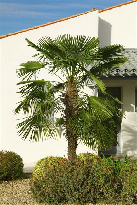 Palm Tree Chamaerops Excelsa Stock Image - Image of hemp, house: 252980457